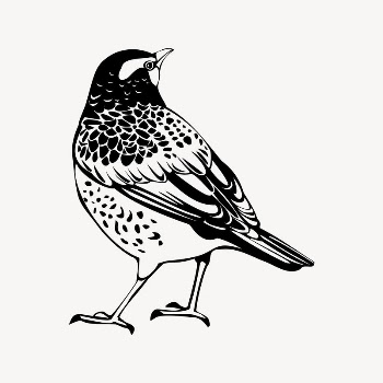 Thrush bird drawing, vintage animal | Free Vector Illustration - rawpixel