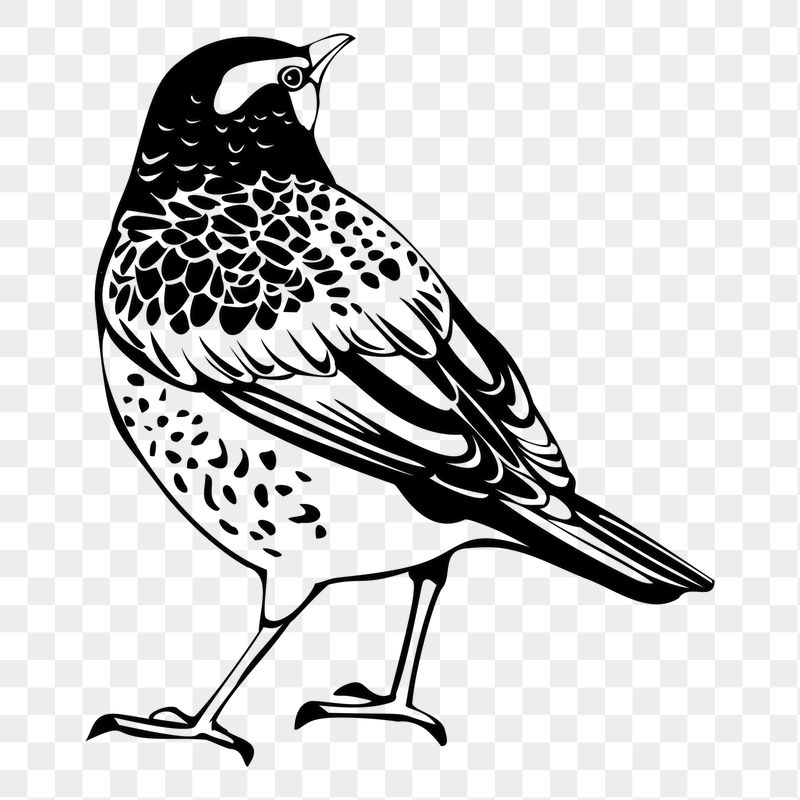 Thrush bird png sticker, vintage | Free PNG - rawpixel