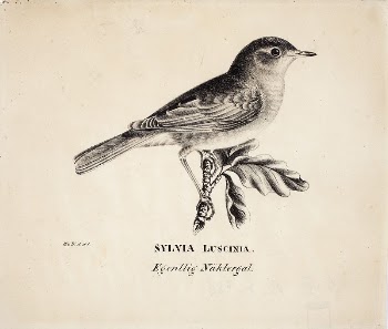 Thrush nightingale, 1831, Wilhelm von | Free Photo - rawpixel