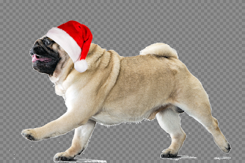 Thug Life Pug Download Transparent PNG Image