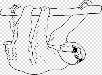 Thumb Mammal , sloth animal transparent background PNG clipart