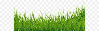 Thumbnail Clip art - Grass Clipart Picture 