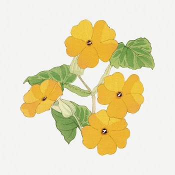 Thunbergia flower collage element, vintage | Free PSD Illustration - rawpixel