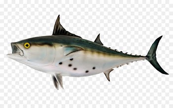 Thunnus Bonito - Bonito Fish 