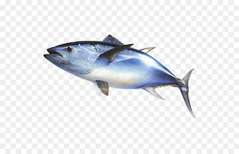 Thunnus Mackerel Fishing Atlantic bluefin tuna - fish 