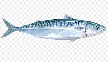 Thunnus Mackerel Sardine Fish products Salmon - fish 