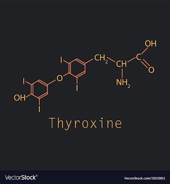 Thyroxine t4 levothyroxine thyroid hormone vector image