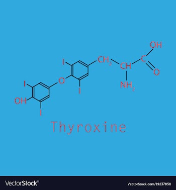 Thyroxine t4 levothyroxine thyroid hormone vector image