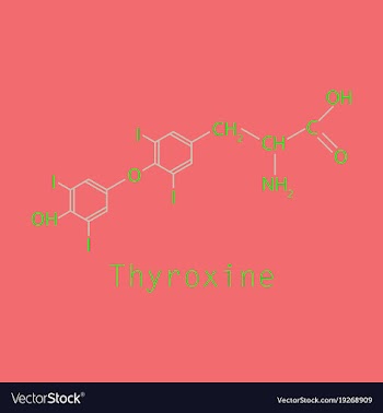 Thyroxine t4 levothyroxine thyroid hormone vector image