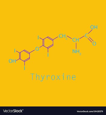 Thyroxine t4 levothyroxine thyroid hormone vector image