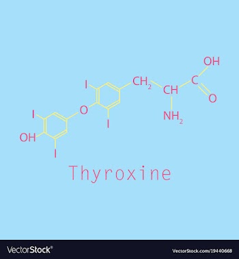 Thyroxine t4 levothyroxine thyroid hormone vector image