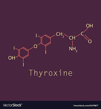 Thyroxine t4 levothyroxine thyroid hormone vector image