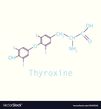 Thyroxine t4 levothyroxine thyroid hormone vector image