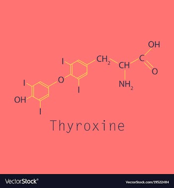 Thyroxine t4 levothyroxine thyroid hormone vector image