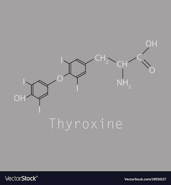 Thyroxine t4 levothyroxine thyroid hormone vector image