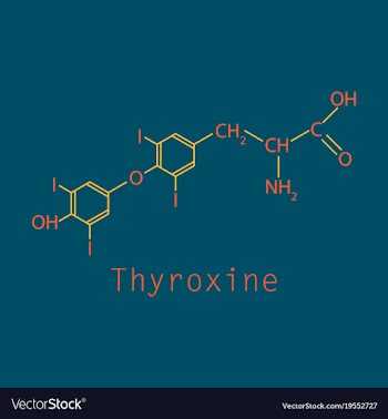 Thyroxine t4 levothyroxine thyroid hormone vector image