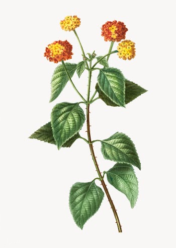 Tickberry plant | Free stock vector - 569388