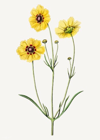 Tickseed flower | Free stock vector - 559014