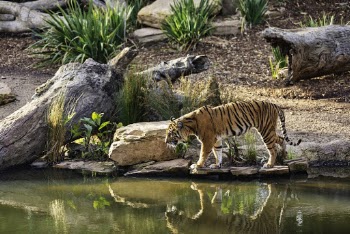 Tiger's Reflection on Water
