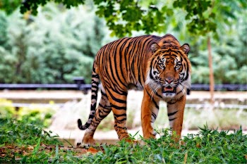 Tiger Above Green Grass during Day Time