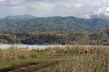 tiger and herd of deer running