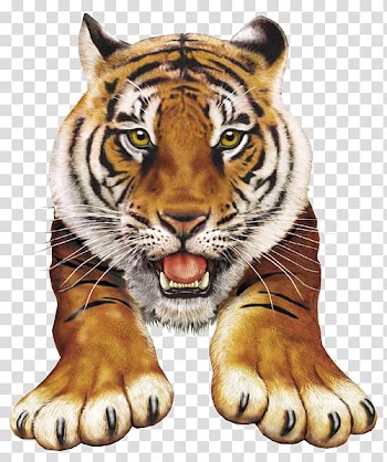 Tiger animal transparent background PNG clipart