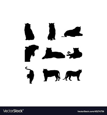 tiger animal wild design