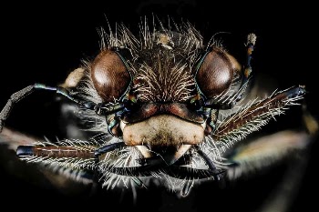 Tiger beetle, Cicindelidae, insect face. | Free Photo - rawpixel