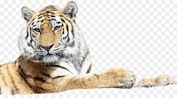 tiger bengal tiger wildlife siberian tiger terrestrial animal