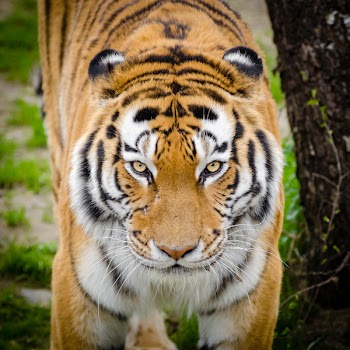 Tiger Beside Tree