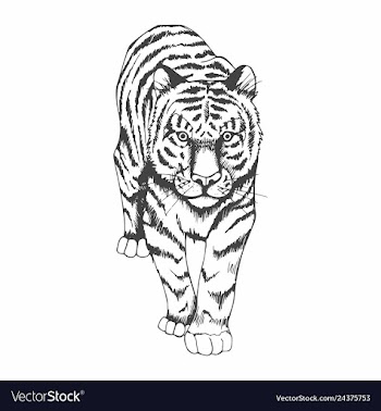  					Tiger black and white hand drawing vector image														
