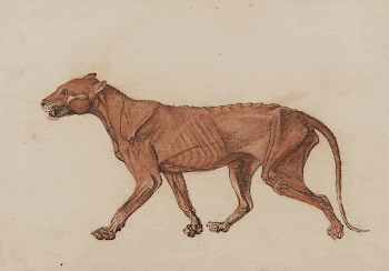 Tiger Body, Lateral View (1795&ndash;1806) | Free Photo - rawpixel
