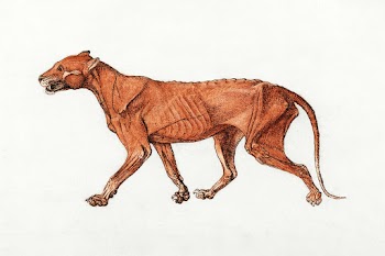 Tiger Body, Lateral View (1795&ndash;1806)… | Free public domain illustration