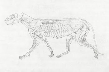 Tiger Body, Lateral View (1795&ndash;1806)… | Free public domain illustration