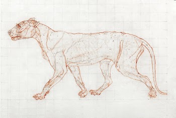 Tiger Body, Lateral View (1795&ndash;1806)… | Free public domain illustration