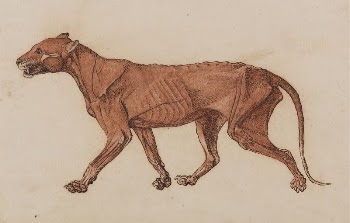Tiger Body, Lateral View by George | Free Photo - rawpixel