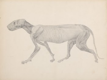 Tiger Body, Lateral View (Finished | Free Photo - rawpixel
