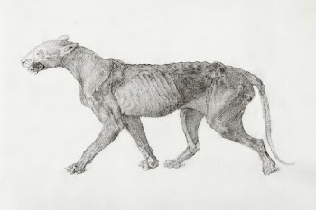 Tiger Body, Lateral View (First of nine… | Free public domain illustration