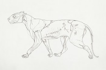 Tiger Body, Lateral View (Outline study of… | Free public domain illustration