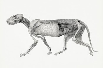 Tiger Body, Lateral View (Study for an… | Free public domain illustration