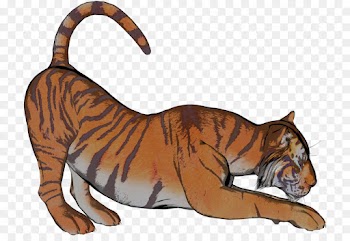 Tiger, Cat, Coyote, Mammal PNG