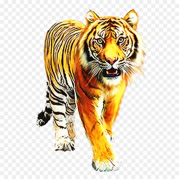 Tiger, Cat, Whiskers, Vertebrate PNG