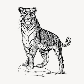 Tiger clipart, vintage animal vector. | Free Vector Illustration - rawpixel