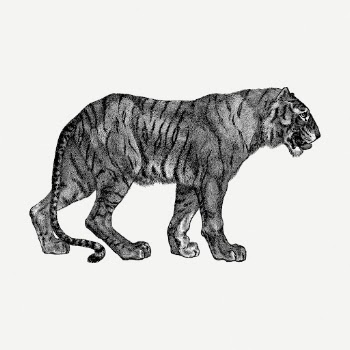 Tiger drawing clipart, wild animal | Free PSD - rawpixel