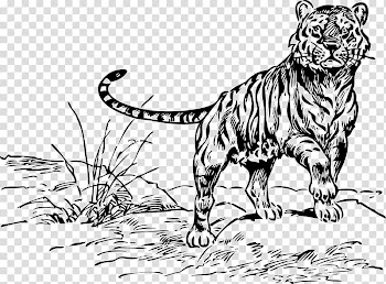 Tiger Drawing Line art Lion, TIGER transparent background PNG clipart