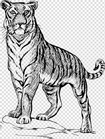 Tiger Drawing Line art Sketch, tiger transparent background PNG clipart