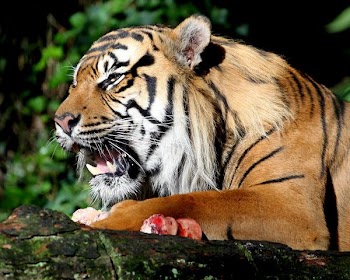 tiger_eating.jpg