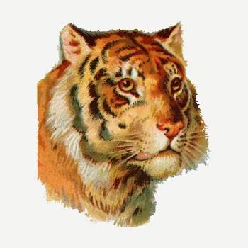 Tiger face vintage clipart, wild | Free PSD - rawpixel