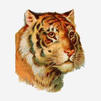 Tiger face, wild animal illustration. | Free Photo - rawpixel