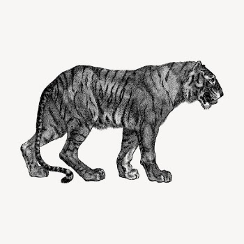 Tiger hand drawn clipart, wild | Free Vector Illustration - rawpixel